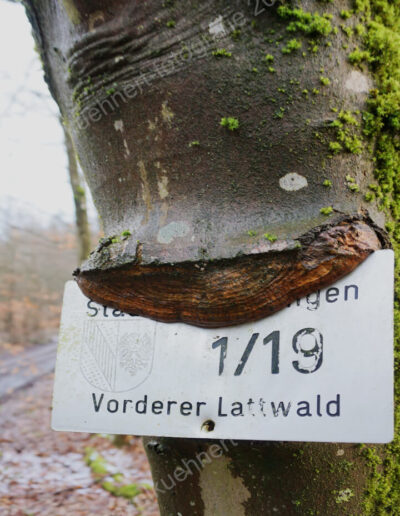 In einer verwachsenen Baumwunde steckt ein Schild zur Flurmarkierung. Der baum hat den Pfahl "ersetzt"; das Loch zum Anschrauben des Schildes ist leer. Der Baum scheint die Stirn zu runzeln.