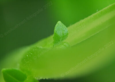Zu sehen ist eine Mikrofotografie-Aufnahme mit einem Abbildungsmaßstab ca.3:1.. An den Blattabzweigen eines Basilikum wachsen sehr kleine Blättchen, die nur 1,8 mm groß sind. Alles leuchtet in vielen Grüntönen von Gelbgrün bis Dunkelgrün.