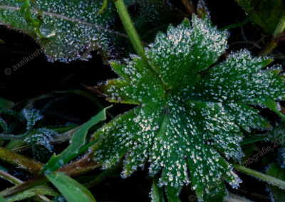 Ein feingliedriges Grünes Blatt ist mit unzähligen kleinen Eiskristallen bedeckt. Es sieht aus, als ob diese von der Blattmitte zu den Blatträndern strömen.