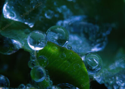 Schwaches Seitenlicht fällt auf ein kleines grünes Blatt, auf dem sich aus den Eiskristallen kleine und große Tropfen gebildet haben, in denen sich Licht und Blatthaare spiegeln und brechen.