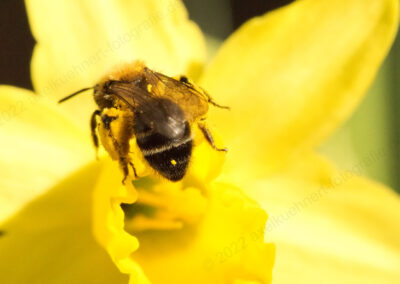 Dunkle Biene auf Osterglocke