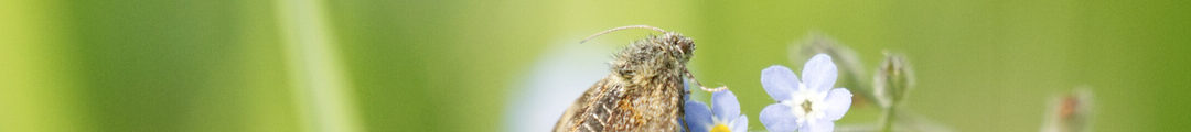 Insekten (neue Fotos)