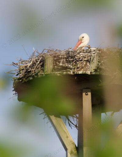 Storch (Neuankömmling) im Nest