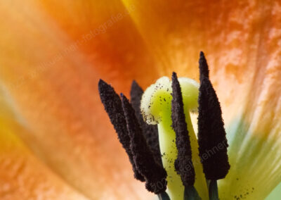 Tulpe / Fruchtstand