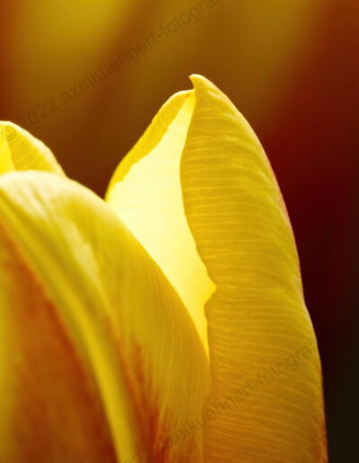 Tulpe - Blüteblatt