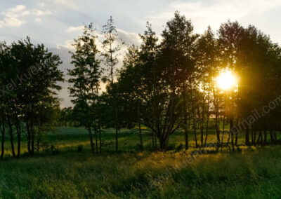 Abendliches Sonnenlicht durchdringt Bäume entlang des Elsenzbaches und lässt Wiesen nochmal partiell aufleuchten.