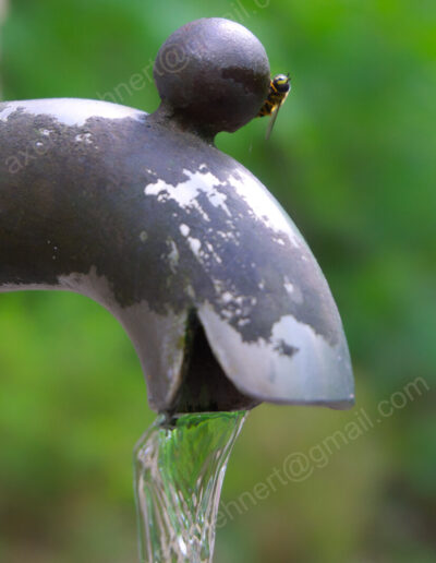 Auf dem Knauf des Wasser spendenden Schnabelrohres an einer Wasserquelle sucht eine Schwebfliege ihr eigenes Wasser. Fast sieht es aus, als wenn sie einen Wasserhahn bedienen möchte.