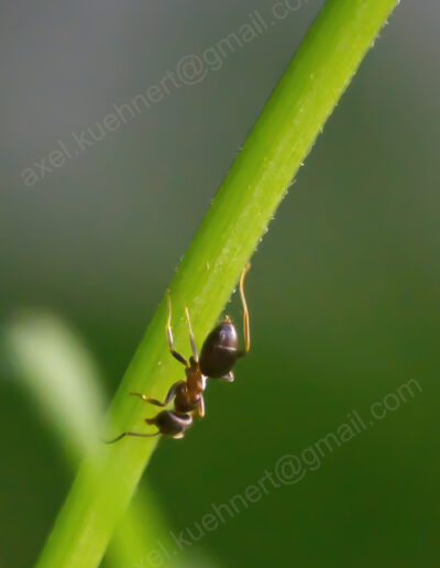Eine Ameise klettert an einem Grashalm herunter.