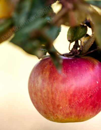 Ein gelb-rot geflammter, mit weißen Punkten besprenkelter Apfel ist reif zum Pflücken.