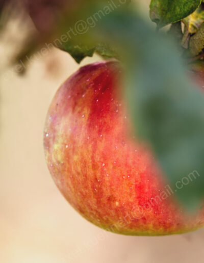 Ein gelb-rot geflammter, mit weißen Punkten besprenkelter Apfel lugt hinter einem Blatt hervor.