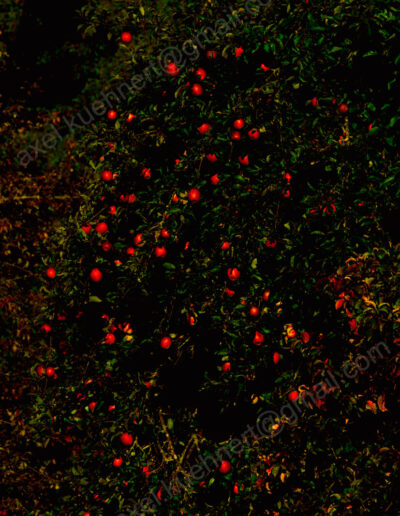 An einem tief-schattigen schwrz-grünen Apfelbaum bilden unzählige knallrot leuchtend Äpfel eine kontrastreiche Textur.