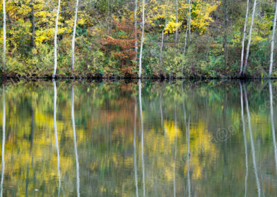 Die dünnen, hellen Stämme von Uferbäumen werden vom Katzbachsee bei Zaberfeld wie ein Stabgitter gespiegelt.