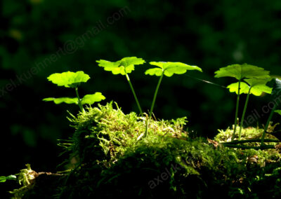 Ein selektiver Sonnenstrahl trifft das auf eine Baumstubben entstandene kleine Biotop aus Moos und Pflnzen.