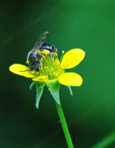 Eine schwarze Biene sucht Nektar auf einer kleinen gelben Blüte.