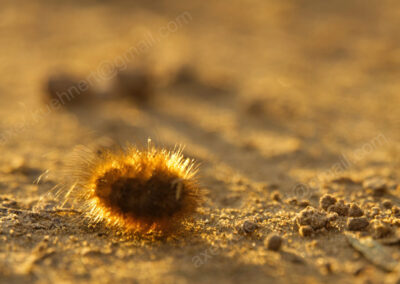 Eine Raupe des Brauner-Bär-Schmetterlings liegt zusammengerollt im Abendlicht auf einem Sandweg.