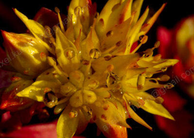 Die kleinen rot-gelben Blüten der Fetthenne haben Regentropfen an den Spitzen der Staubblätter.