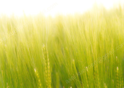 In einem Kornfeld strecken sich unzählige zarte Gerstengrannen dem gleißenden Licht entgegen.