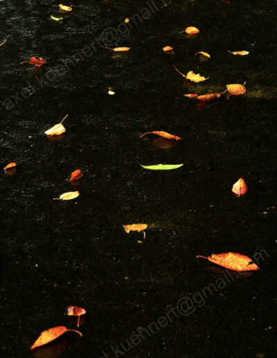 Vereinzelte bunte Herbstblätter bilden auf nassem, tief-schwarzem Asphalt ein kontrastreiches Farbmuster.