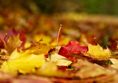 Aus der Perspektive weniger Zentimeter über dem Weg sehen die herabgefallenen bunten Herbstblätter wie ein kleines Gebirge aus.