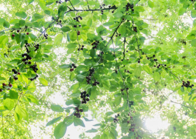 Im Dach grüner Zweige mit schwarzen Kirschen bildet die Sonne unzählige Lichtpunkte.