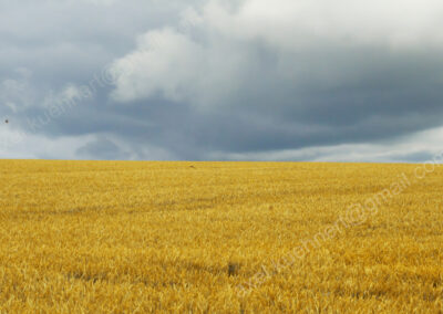 Aufziehender Sturm bringt Unruhe über eine goldenes Kornfeld.