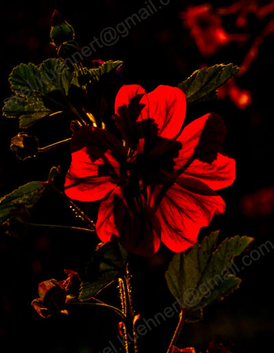 Im späten Gegenlicht vermittelt eine tief-rot glühende Malvenblüte das Gefühl des Flamenco.