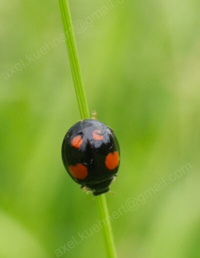 Ein schwarzer Marienkäfer mit roten Punkten klettert einen Grashalm hinunter.
