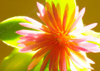 Die kleine orange-rote Blüte der Mittagsblume wird vom Gegenlicht durchdrungen.