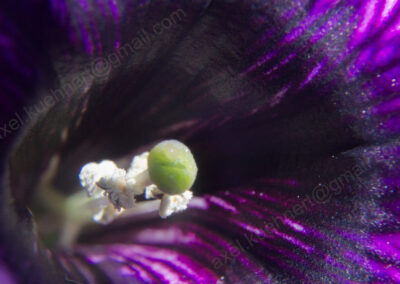 Aus einem schwarz-lila Petunienkelch ragt der grün-weiße Fruchtstempel.