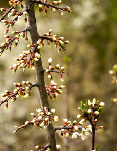 Die sich an den Dornen des Schlehdorns bildenden zahlreichen weiß-roten Knospen sind ein schöner Frühjahrsschmuck.