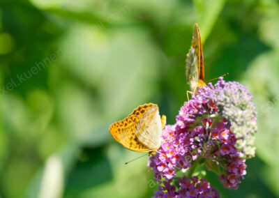 Auf einem Sommerfliederzweig suchen zwei Kaisermantel-Schmetterlinge Nektar.