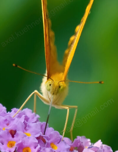 Ein orange-gelber Kaisermantel-Schmetterling blickt Nektar saugend in die Kamera.