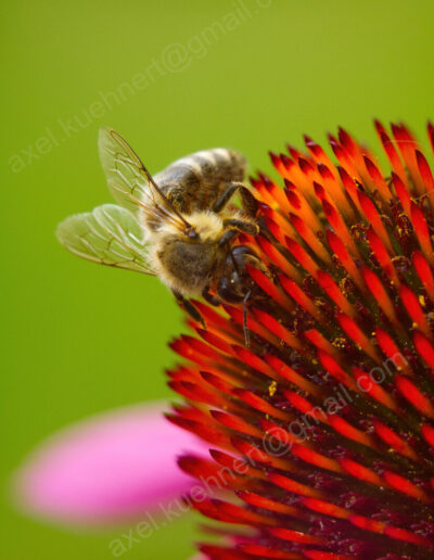 Eine Honigbiene sucht Nektar zwischen den nadelartigen roten Fruchtblättern des Sonnenhut.