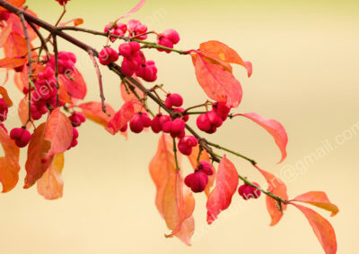 An einem Spindelstrauchzweig stehen die zart orange-rot geflammten Blätter im Kontrast mit den satten pink-roten Früchten.