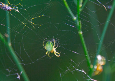 Eine grün-gelbe Spinne wartet im Zentrum ihres Netzes auf weitere Beute.