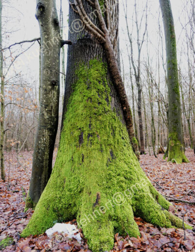 Um den auf weit auswurzelndem und moosbegrüntem Fuß stehenden dicken Stamm eines älteren Baumesgesellen und schmiegen sich dünne, jüngere Bäume und die Illusion von Gesichtern.