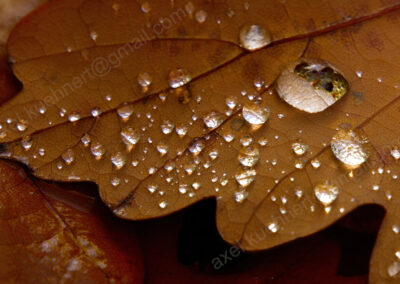 Glasklare Tropfen unterschiedlicher Größe auf einem braunen Eichenblatt zeigen schöne Lichtreflexionen und Lupeneffekte.