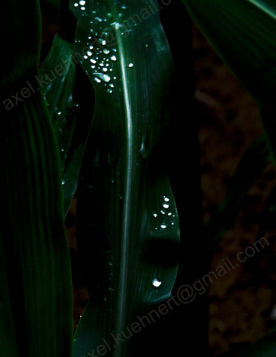 Schwaches Licht in der Tiefe eines Maisfeldes lässt kleine Tropfen auf einem herabhängenden Maisblatt wie Feenstaub leuchten.