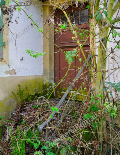 Brombeeren aund andere Pflanzen überwuchern die Treppe und Eingangstür eine verlassenen Hauses in Mühlbach.
