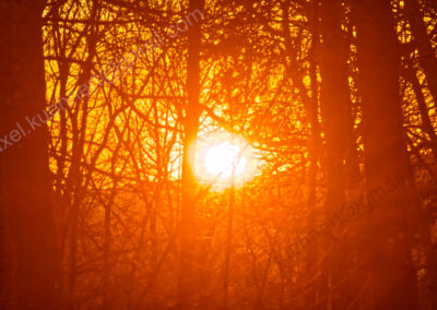 Durch dichtes Unterholz ist der orange-rote Abendhimmel und die noch weißglühende Sonne zu sehen.