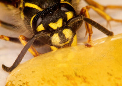 Eine Wespendrohne genießt einen Honigtropfen.