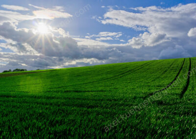Sonnenstrahlen fallen auf das satte Grün eines für den Kraichgau so typischen hügeligen Feldes.