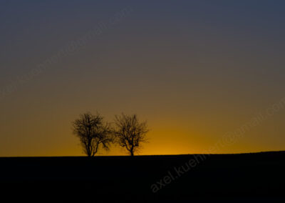Im letzten gelb-blauen Licht der untergegangenen Sonne ist die Sihuette zwei dicht beeinander stehender Bäume am sonst leeren Horizont zu sehen.e
