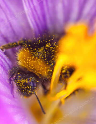 Ganz nah am Boden in einem violetten Krokuskelch mit goldenem Stempel ist eine Hummel zu sehen. Kopf, Körper und Beine sind mit Pollenstaub bestreut.
