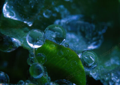 Wassertropfen und Eiskristalle auf Blättern