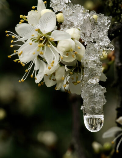 Blüte mit Eisperrücke