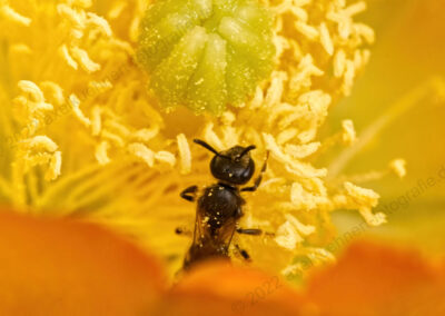 Biene auf Kaktusblüte