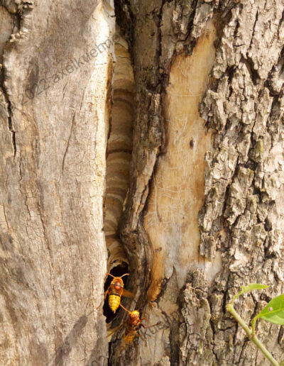 Hornissen-Nest in Baumspalte