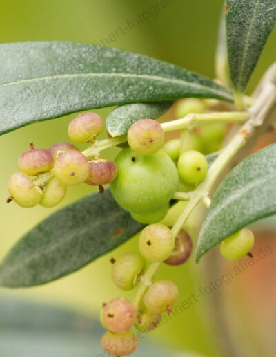 Junge Oliven