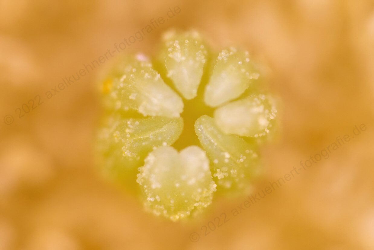 Opunienblüte (Fruchtkörper)